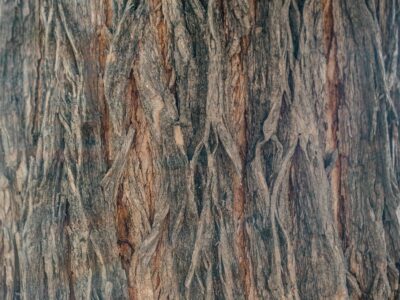 Cutting Osage Orange Fenceposts: Untreated Hedge Lasts Like Steel Image